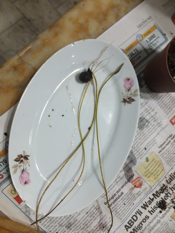 Name:  DSCF9213.jpg
Views: 284
Size:  55.5 KB