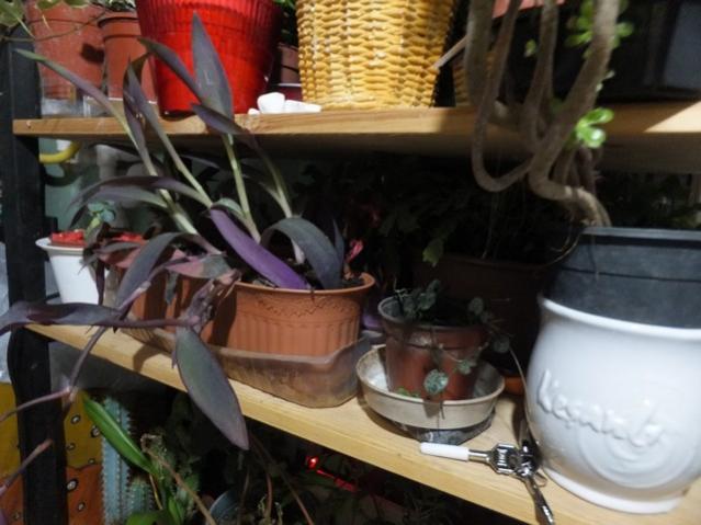 Name:  DSCF9219.jpg
Views: 343
Size:  43.8 KB