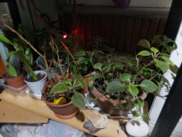 Name:  DSCF9220.jpg
Views: 347
Size:  39.1 KB