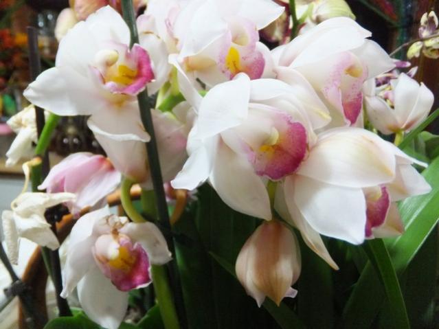 Name:  DSCF9247.jpg
Views: 419
Size:  38.7 KB