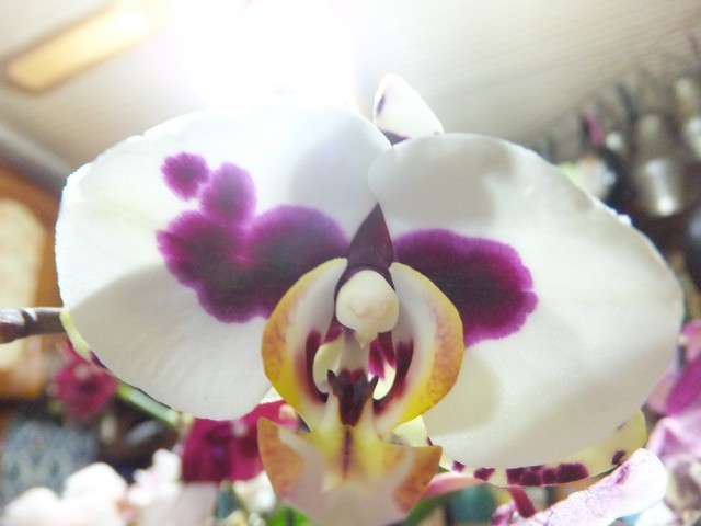 Name:  DSCF9251.jpg
Views: 432
Size:  59.9 KB