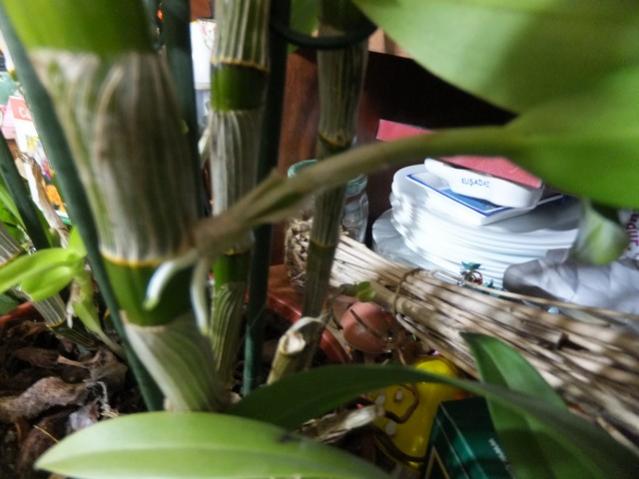 Name:  DSCF9253.jpg
Views: 434
Size:  40.1 KB