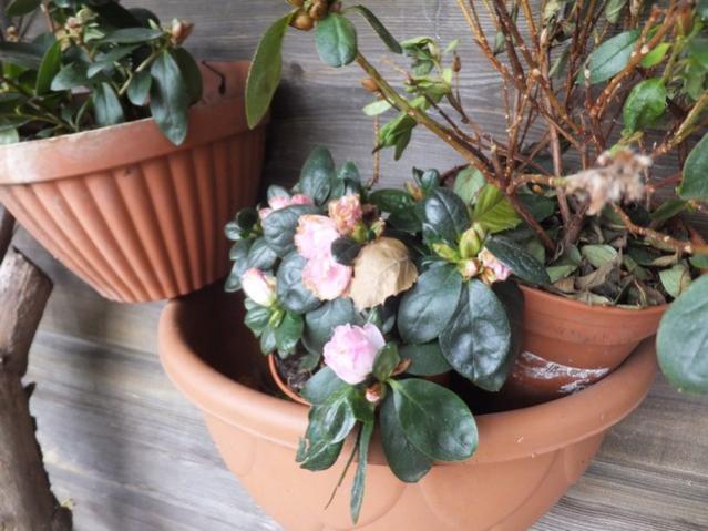 Name:  DSCF9263.jpg
Views: 405
Size:  51.4 KB