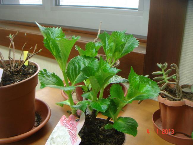 Name:  DSC01993.jpg
Views: 354
Size:  43.7 KB