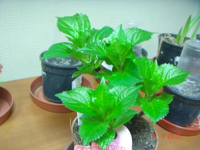 Name:  DSC01995.jpg
Views: 367
Size:  42.6 KB