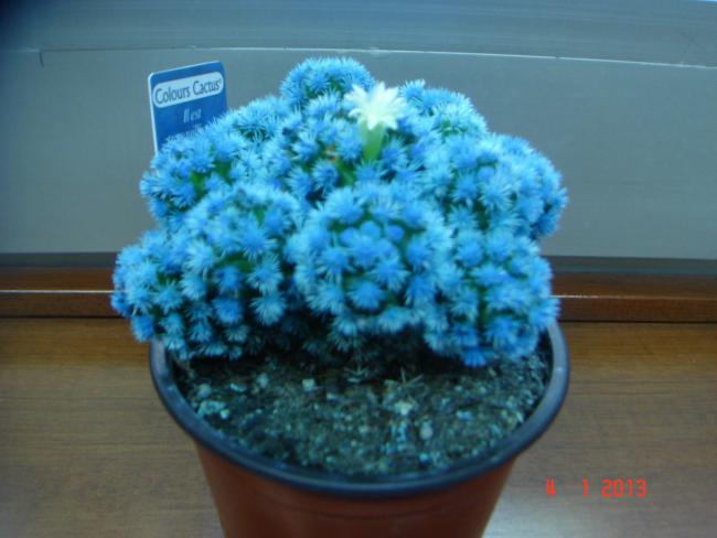 Name:  DSC02034.jpg
Views: 362
Size:  36.6 KB