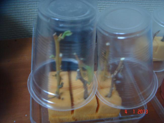 Name:  DSC02025.jpg
Views: 1396
Size:  27.7 KB