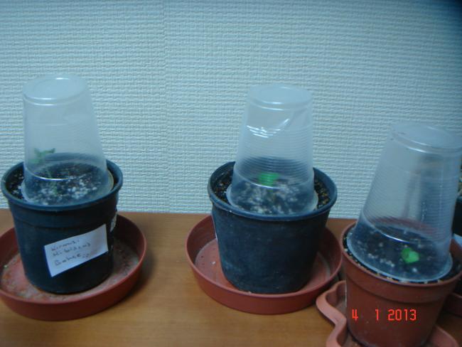 Name:  DSC01999.jpg
Views: 903
Size:  40.9 KB