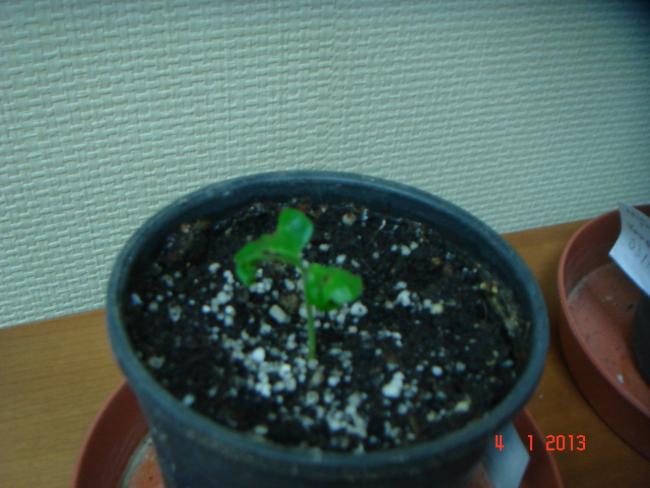 Name:  DSC02000.jpg
Views: 911
Size:  40.3 KB