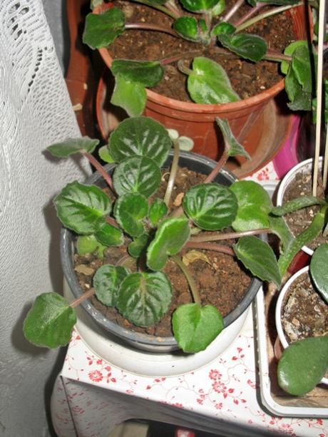 Name:  IMG_8460.jpg
Views: 562
Size:  57.5 KB