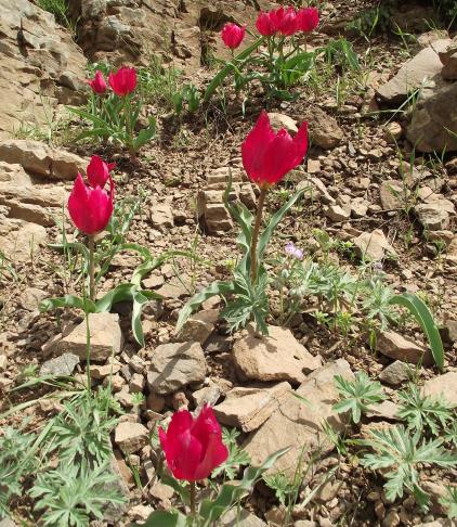 Name:  DSCF0401 - Kopya - Kopya.jpg
Views: 2614
Size:  75.3 KB