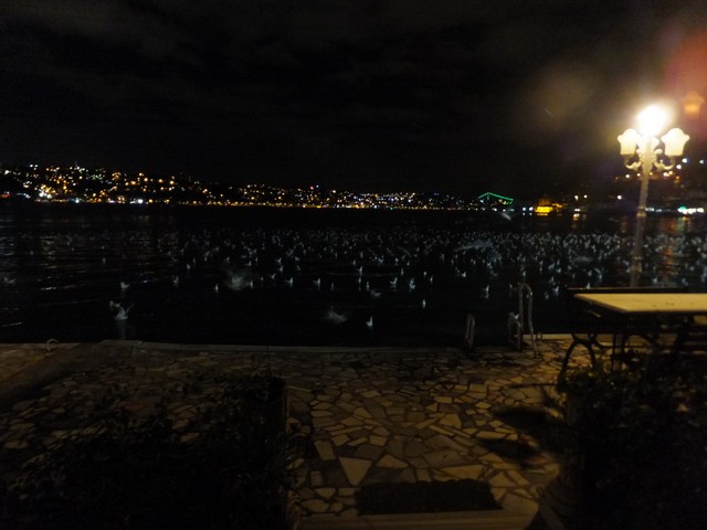 Name:  DSCF9950.jpg
Views: 412
Size:  66.5 KB