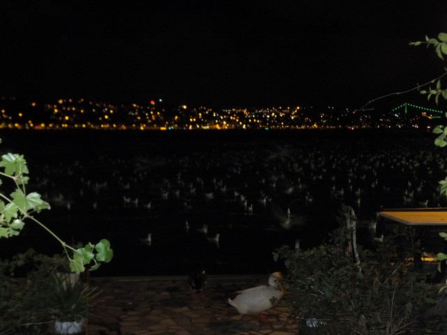 Name:  DSCF9976.jpg
Views: 413
Size:  65.0 KB
