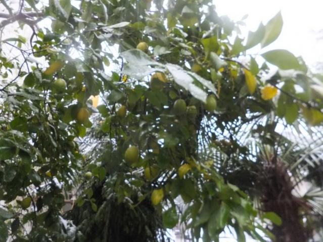 Name:  DSCF0007.jpg
Views: 399
Size:  57.0 KB