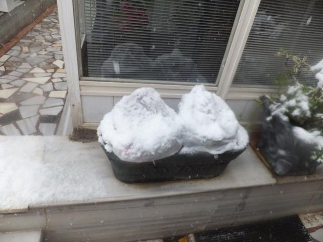 Name:  DSCF0044.jpg
Views: 287
Size:  38.9 KB
