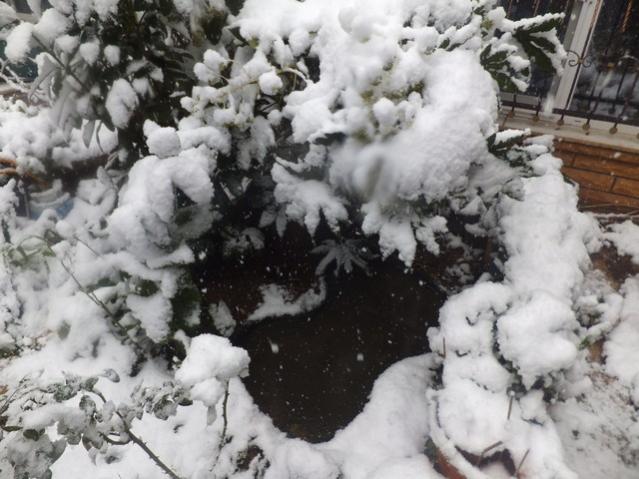 Name:  DSCF0060.jpg
Views: 292
Size:  52.5 KB