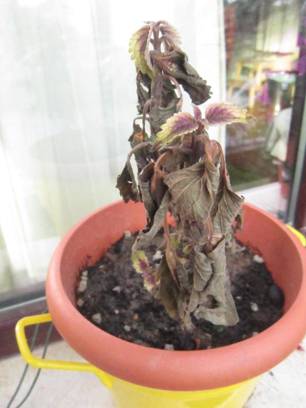 Name:  yapra gze-kolyoz.jpg
Views: 1028
Size:  51.7 KB