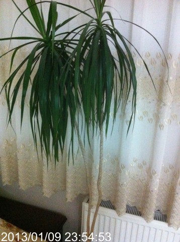 Name:  009.jpg
Views: 531
Size:  54.4 KB