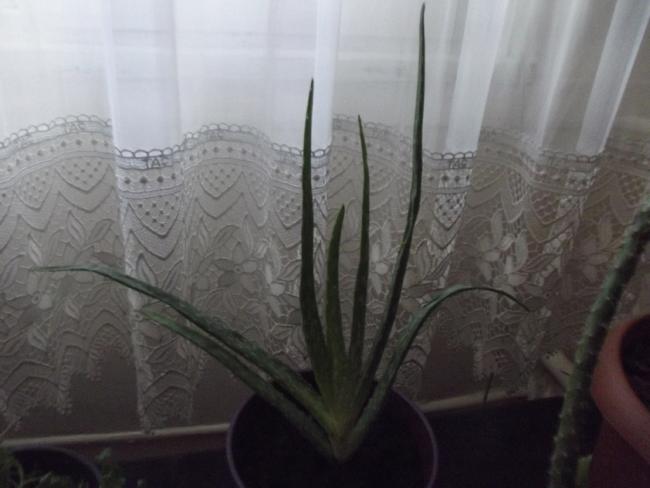 Name:  DSCF1925.jpg
Views: 1289
Size:  31.9 KB