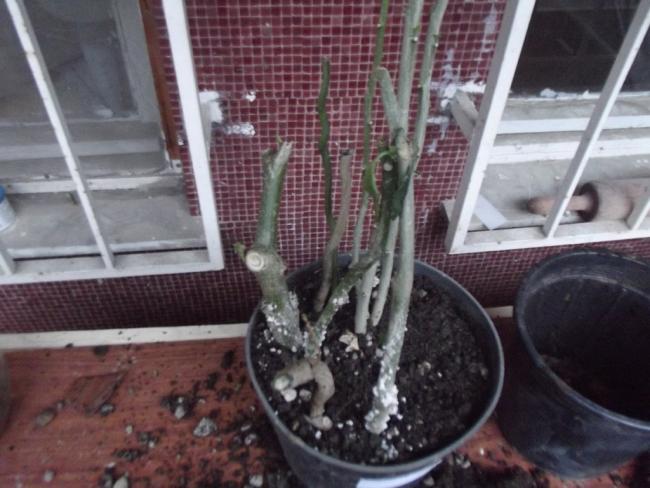 Name:  DSCF1855.jpg
Views: 1313
Size:  48.1 KB