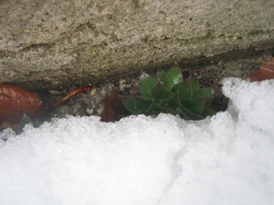 Name:  sempervivum1.JPG
Views: 1031
Size:  44.8 KB