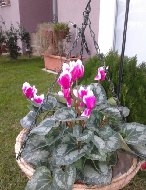 Name:  20130118_162405-1.jpg
Views: 794
Size:  54.1 KB