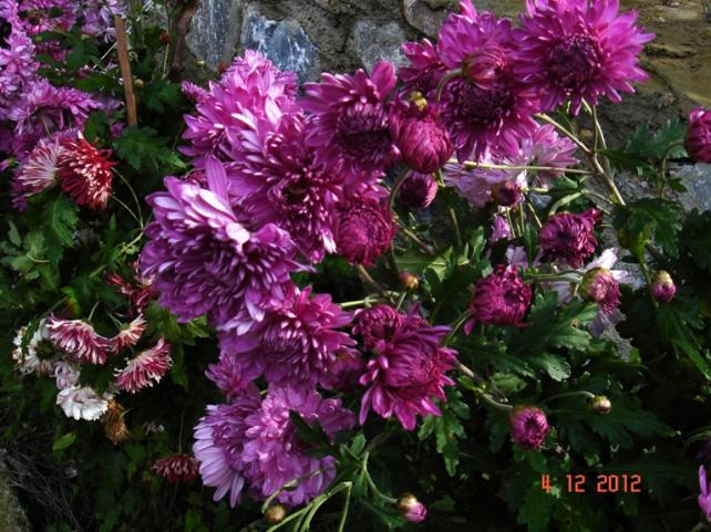 Name:  DSC03011.jpg
Views: 665
Size:  70.8 KB
