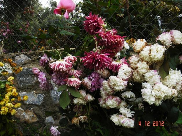 Name:  DSC03014.jpg
Views: 672
Size:  70.9 KB
