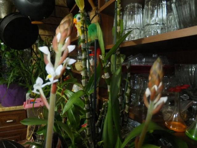 Name:  DSCF9373.jpg
Views: 383
Size:  46.2 KB