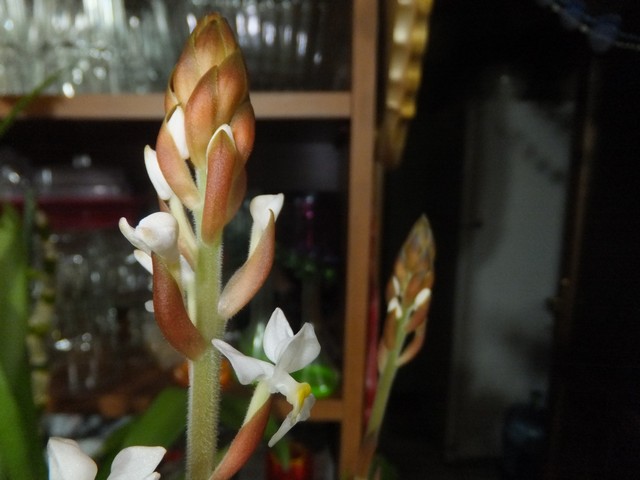 Name:  DSCF9375.jpg
Views: 367
Size:  62.0 KB