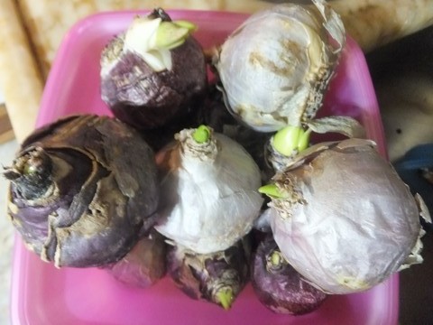 Name:  DSCF9380.jpg
Views: 400
Size:  69.5 KB