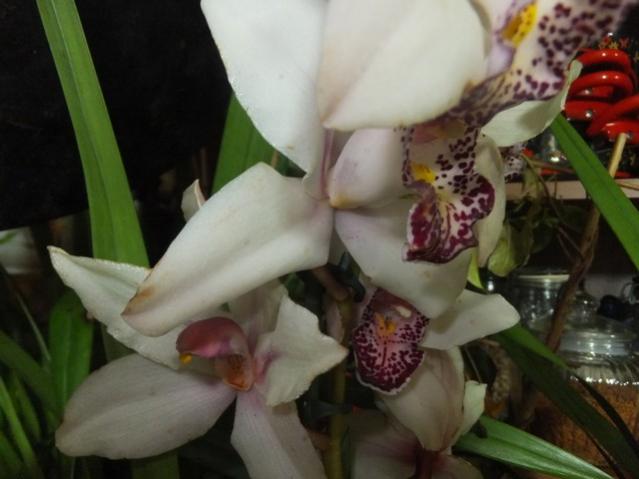 Name:  DSCF9414.jpg
Views: 367
Size:  34.2 KB