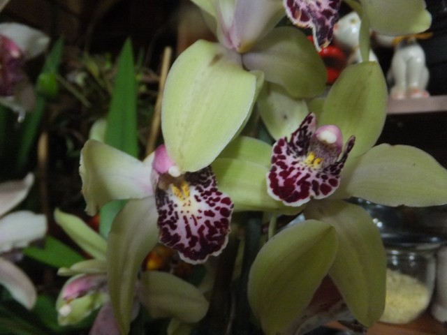 Name:  DSCF9415.jpg
Views: 382
Size:  66.8 KB
