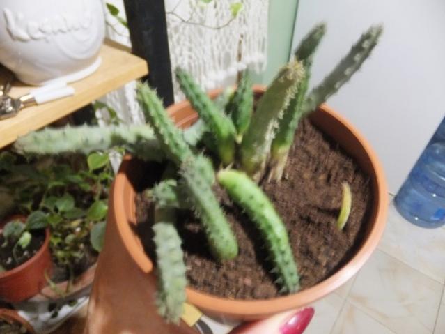 Name:  DSCF9429.jpg
Views: 394
Size:  37.4 KB