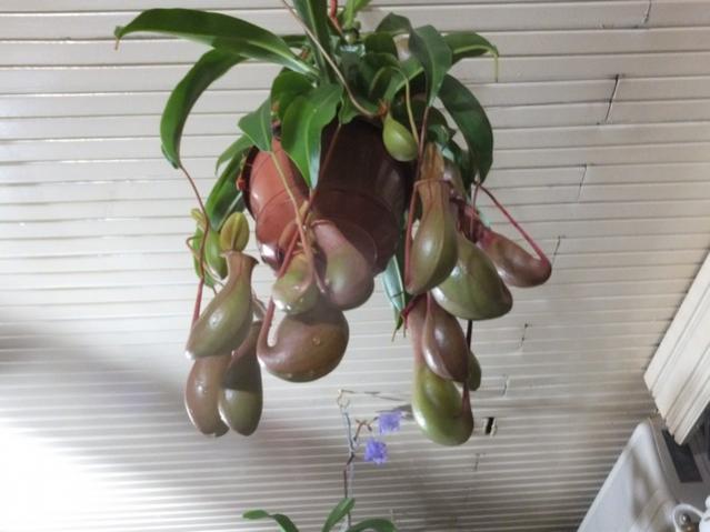 Name:  DSCF9443.jpg
Views: 627
Size:  38.1 KB