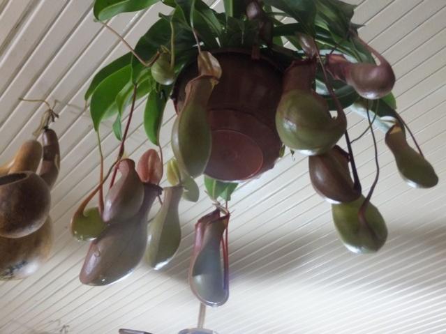 Name:  DSCF9444.jpg
Views: 638
Size:  40.7 KB
