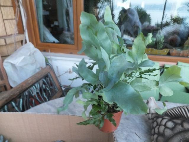 Name:  DSCF9456.jpg
Views: 647
Size:  42.0 KB