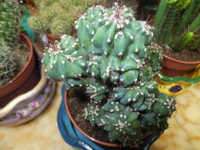 Name:  DSCF9490.jpg
Views: 772
Size:  51.6 KB