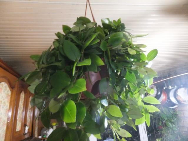 Name:  DSCF9511.jpg
Views: 2740
Size:  39.6 KB