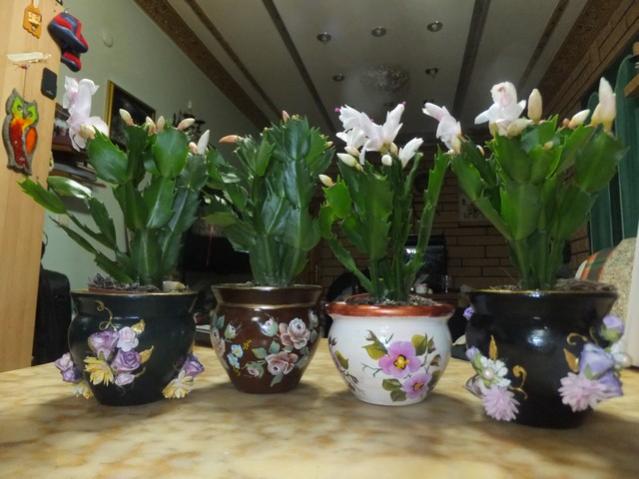 Name:  DSCF9523.jpg
Views: 650
Size:  44.5 KB