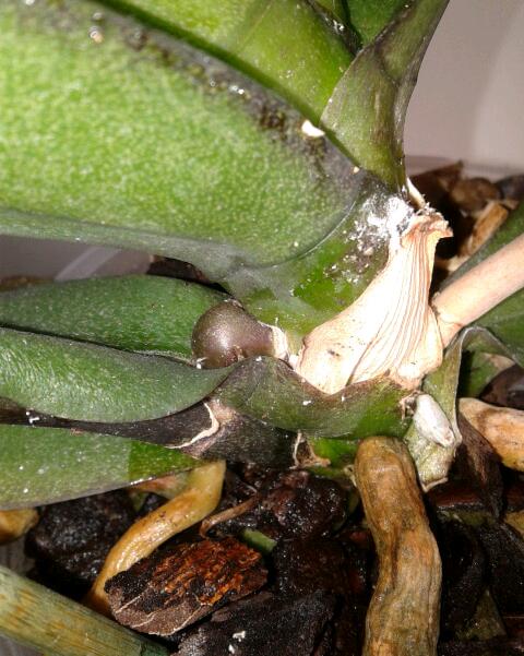 Name:  20130119_153736-1.jpg
Views: 779
Size:  56.7 KB
