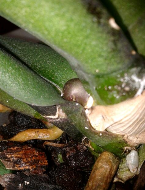 Name:  20130119_153745-1.jpg
Views: 779
Size:  50.4 KB