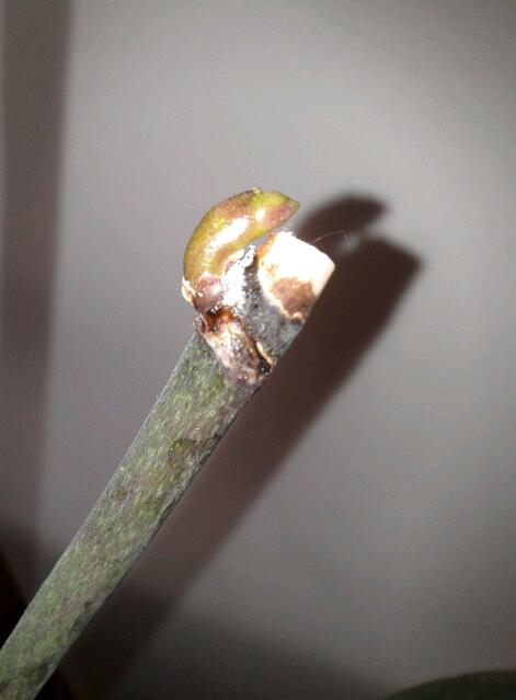 Name:  20130119_153717-1.jpg
Views: 730
Size:  21.8 KB
