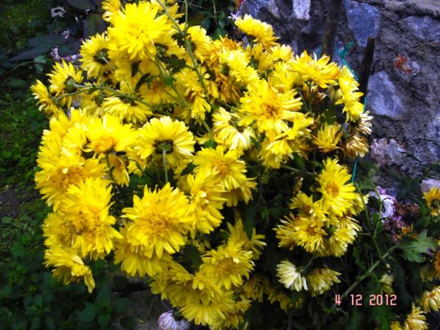Name:  DSC03015.jpg
Views: 633
Size:  71.6 KB