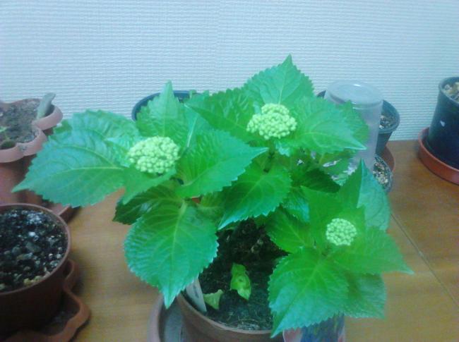 Name:  IMG_20130118_154347.jpg
Views: 708
Size:  39.9 KB