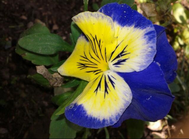 Name:  20130120_135145-1.jpg
Views: 755
Size:  39.7 KB