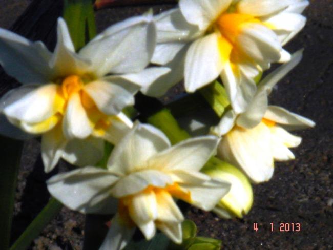 Name:  DSC03107.jpg
Views: 627
Size:  38.2 KB