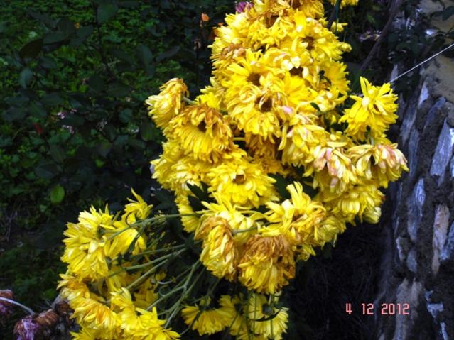 Name:  DSC03020.jpg
Views: 591
Size:  64.6 KB