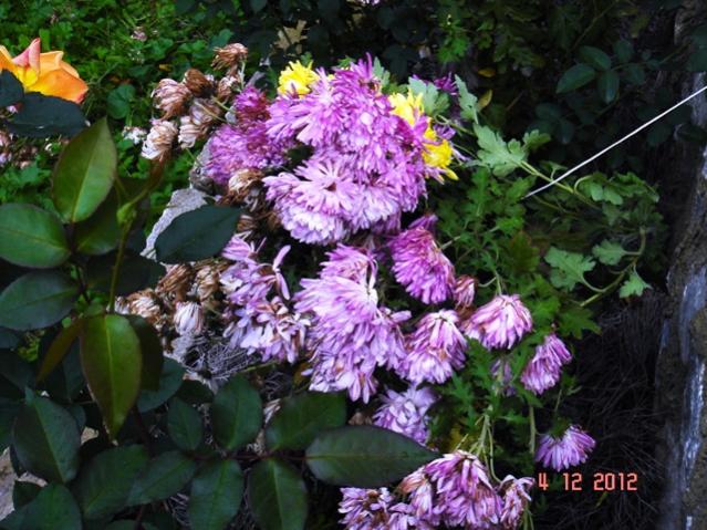 Name:  DSC03021.jpg
Views: 585
Size:  64.4 KB