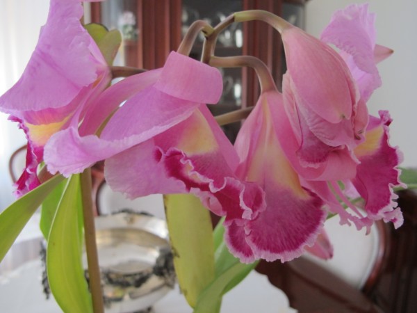 Name:  IMG_0549 (600 x 450).jpg
Views: 1252
Size:  51.2 KB